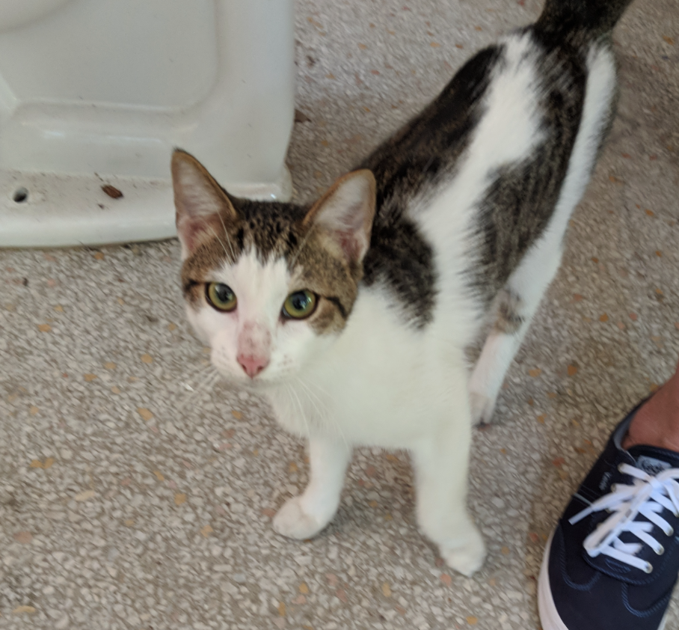 Found Cat, White and Brown/Gray Tabby in Aberdeen Pets