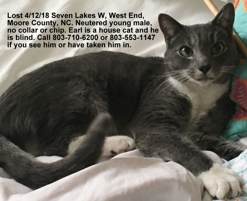 Lost Cat Gray And White Tuxedo Cat In West End Cat Is Blind