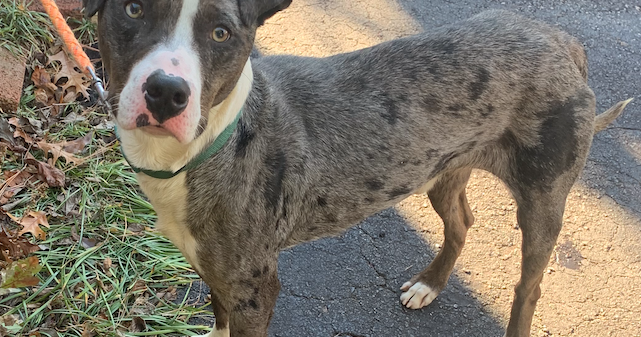 Catahoula leopard 2024 dog brindle mix