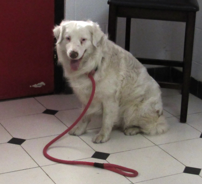 Mostly white australian best sale shepherd