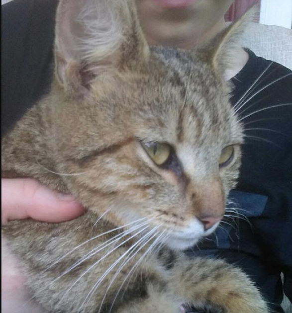 Found Cat Light Brown Tabby Cat In Carthage Update Rehomed Pets Thepilot Com
