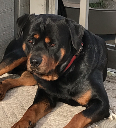 Lost Dog, Rottweiler in Carthage / Red Branch area UPDATE: FOUND | Pets ...