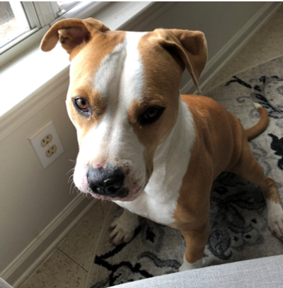 Found Dog Brown White Mix Breed In Vass Pets Thepilot Com