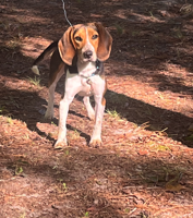 Lost Dog, Beagle in Carthage