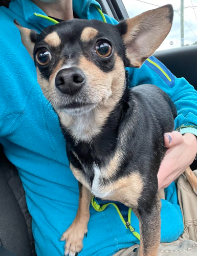 Lost chihuahua dog clearance