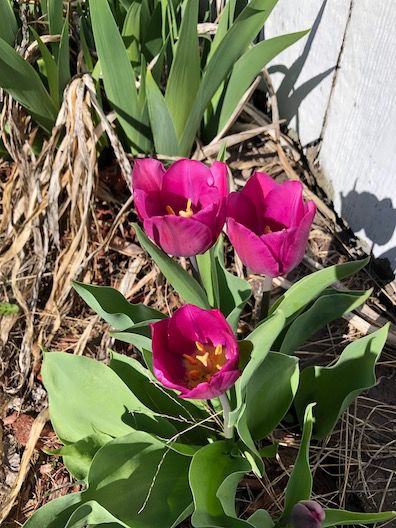 April showers bring May flowers