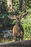 Hunters can donate deer to help feed hungry Hoosiers