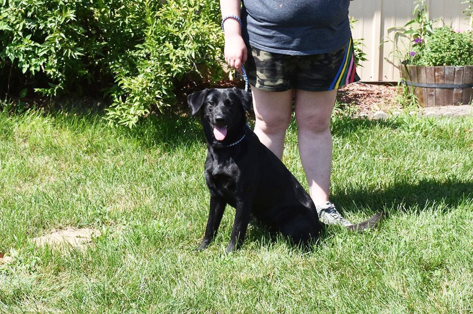 Starke County Humane Society's pets of the week The Leader