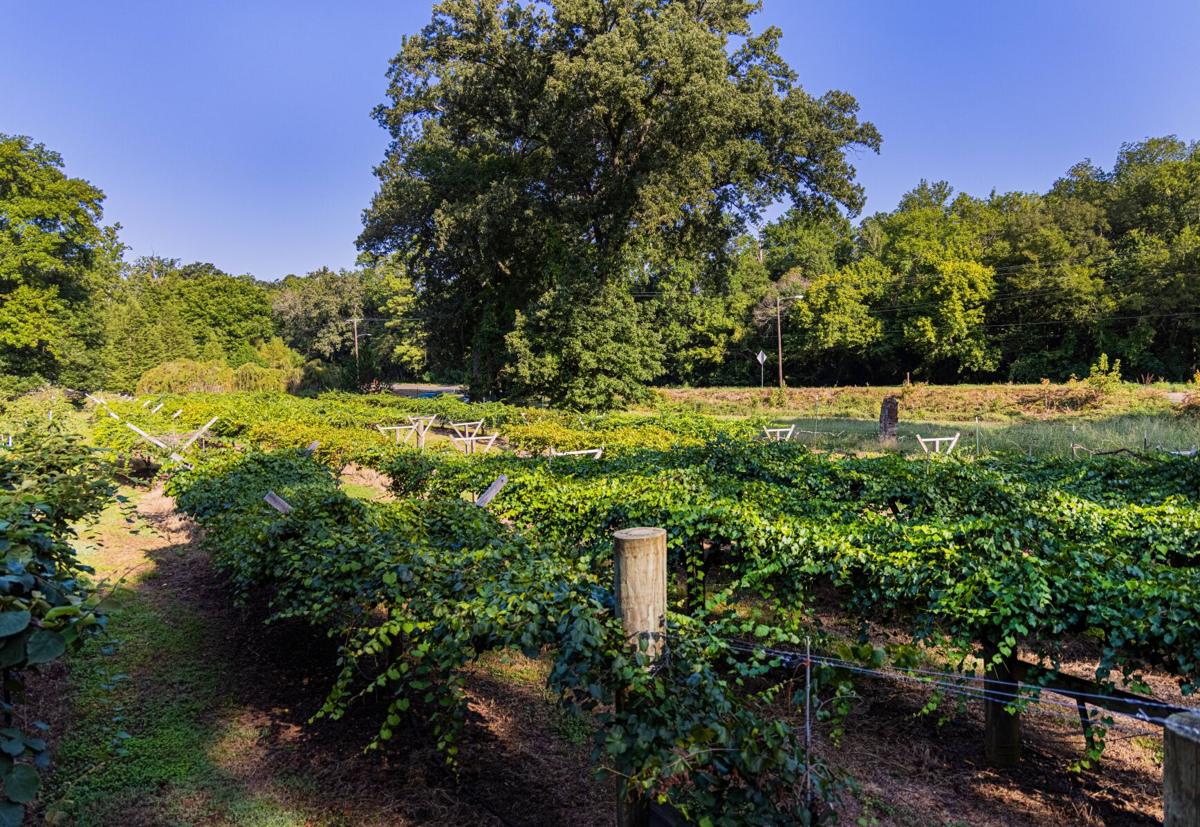 'Pick Your Own' at SFA Gardens to celebrate muscadine grape harvest