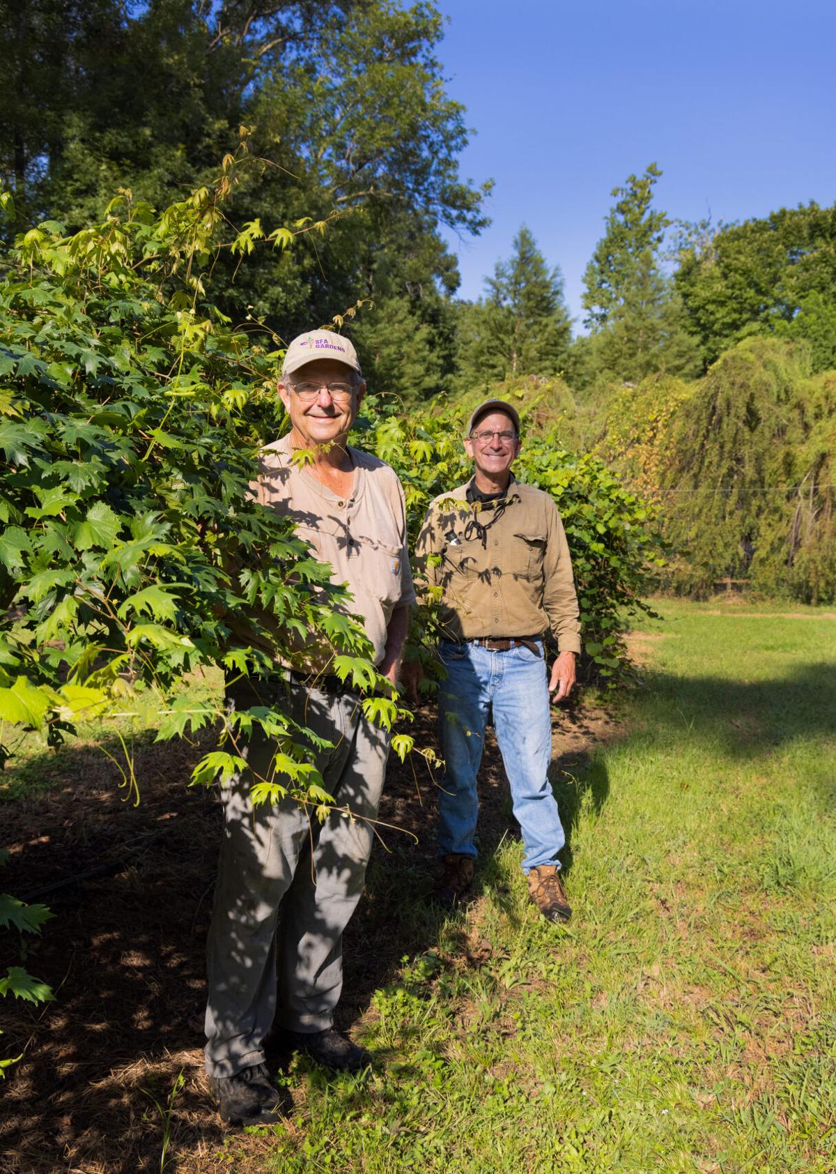 'Pick Your Own' at SFA Gardens to celebrate muscadine grape harvest