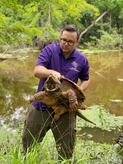 Trafficked alligator snapping turtles are set free by SFA researchers
