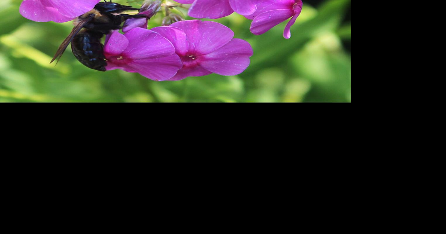 Nourishing nectar | Features | thepostandmail.com
