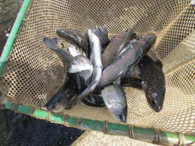 Rainbow Trout