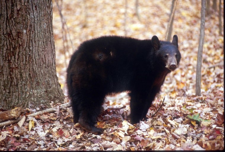 Black bear spotted in Wadsworth neighborhood