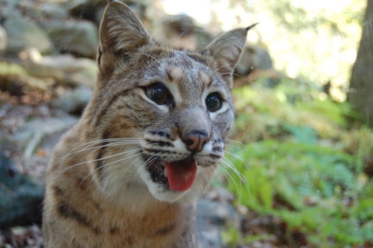 Ohio Birds and Biodiversity: Bobcat, with kittens