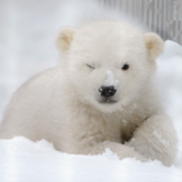 Polar Bear Rolled Ice Cream