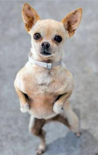 Adopt a pet: Meet Zena