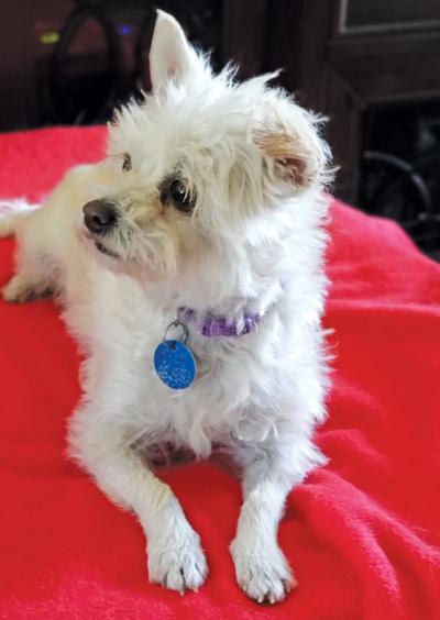 Adopt a pet: Meet Candy