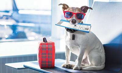 Tips for traveling with dogs for the holidays