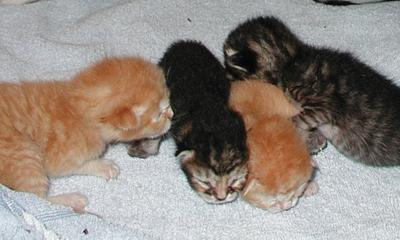 Adopt a pet: Kittens - Coming soon!