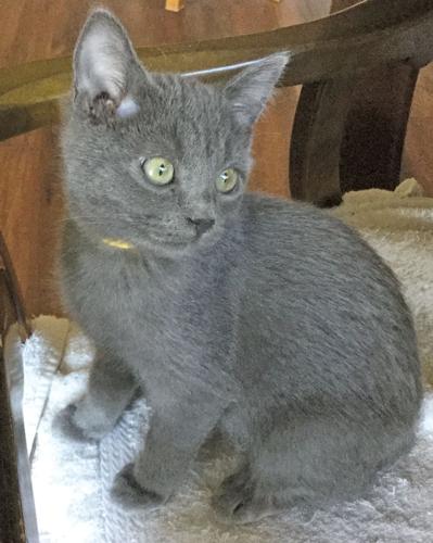 Adopt a pet: Meet Amelia