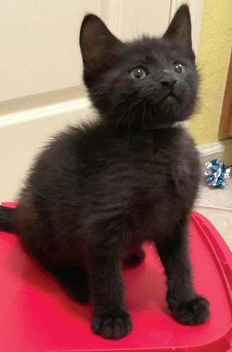 Adopt a pet: Meet Coli