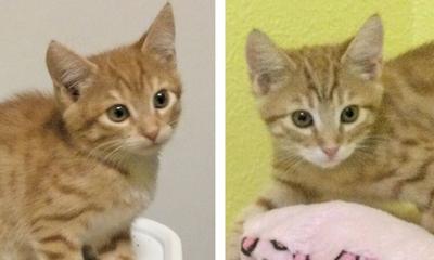 Adopt a pet: Meet Benny and Buck