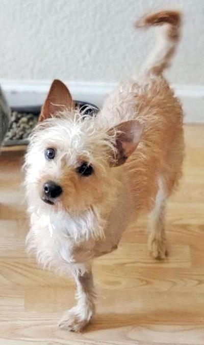 Adopt a pet: Meet Cheerio