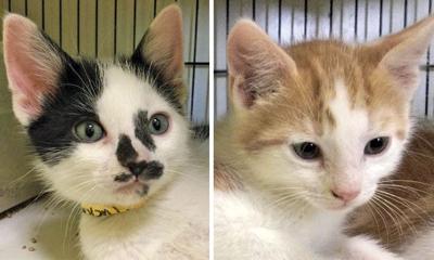 Adopt a pet: Meet Rusty and Tucker