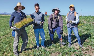 Volunteers help plant in Dutch Slough