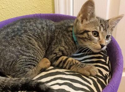 Adopt a pet: Meet Jake