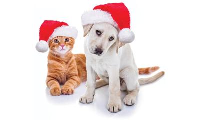 Gifts for four-legged family members