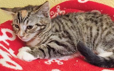 Adopt a pet: Meet Tabitha
