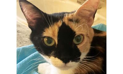 Adopt a pet: Meet Pretty Lyla