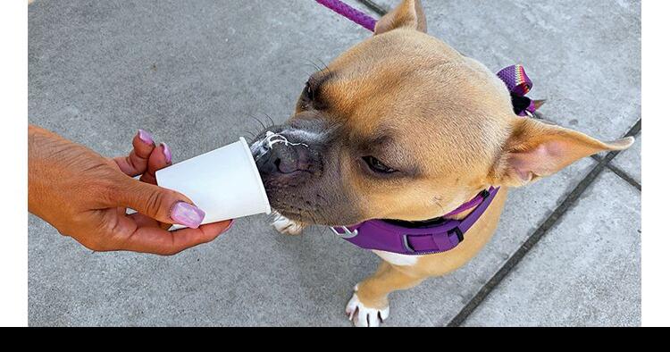 [Photos] September 2022 Pets | Pet of the Week | thepress.net