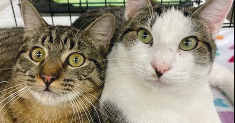 Sweet Rascal Yercaud Pets Adopt a pet: Meet Rascal and Teddy | Adopt A Pet | thepress.net