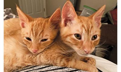 Adopt a pet: Meet Cheddar and Cheetah