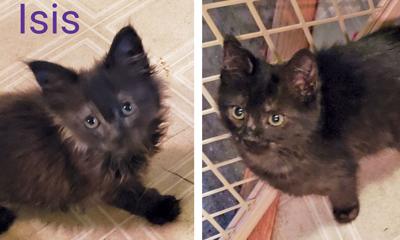 Adopt a pet: Meet Isis and Kismet