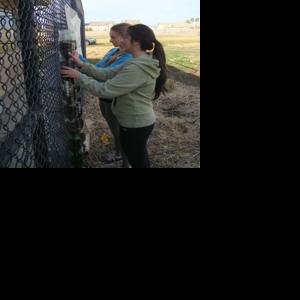 Falcon Perch considered for $110,000 grant | Outdoors | thepress.net