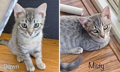 Adopt a pet: Meet Dawn and Misty