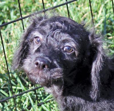 Adopt a pet: Meet Bandit