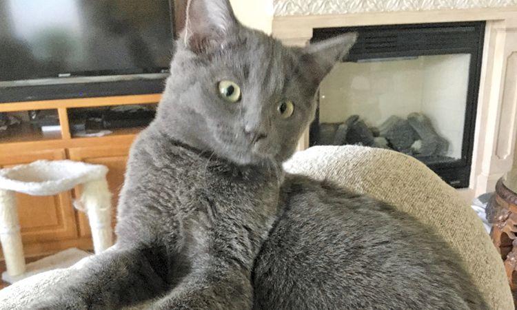 Adopt A Pet Meet Amelia Adopt A Pet Thepress Net
