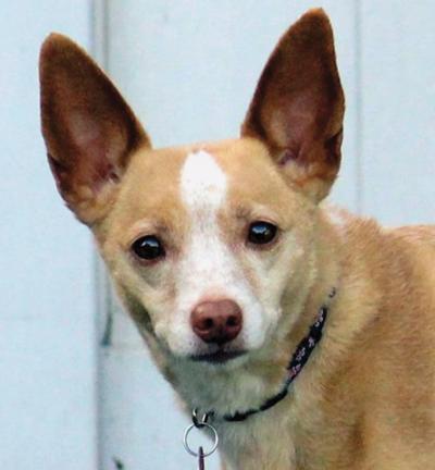 RP Adopt Lexy