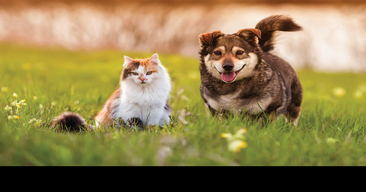 Maintaining a lawn routinely roamed by pets | Living