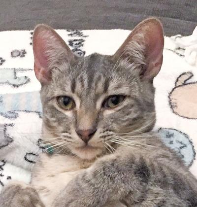 Adopt a pet: Meet Crystal