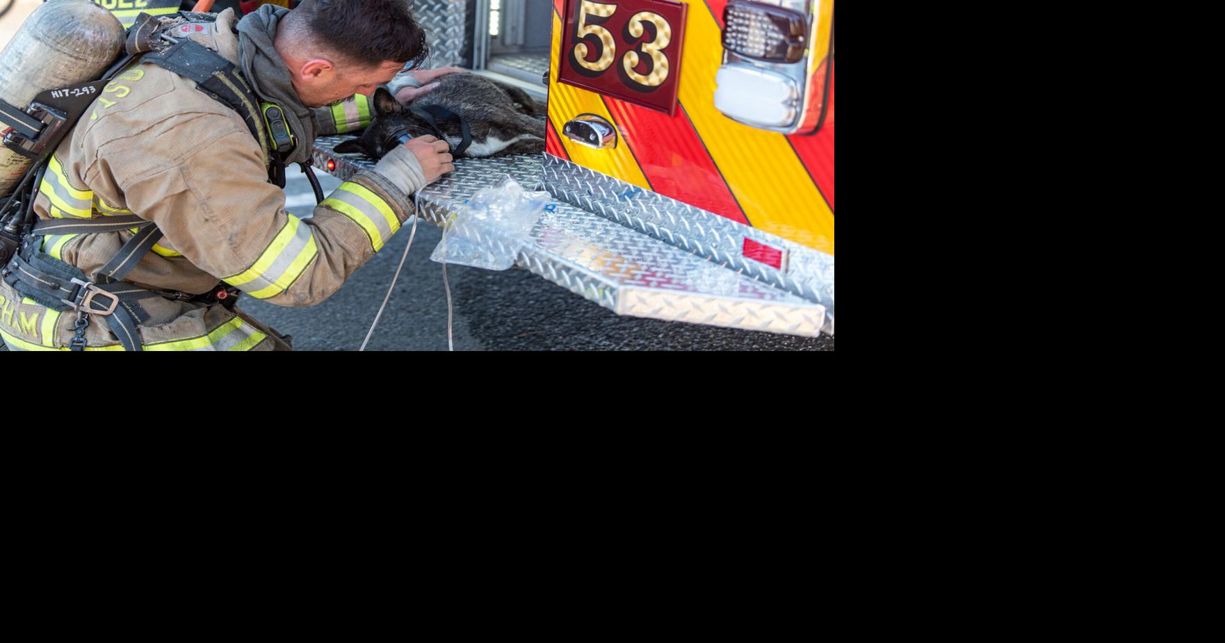 Family escapes burning home, dog rescued by firefighters | News ...