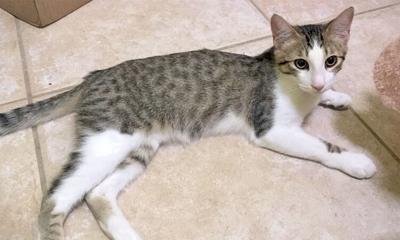 Adopt a pet: Meet Chucky