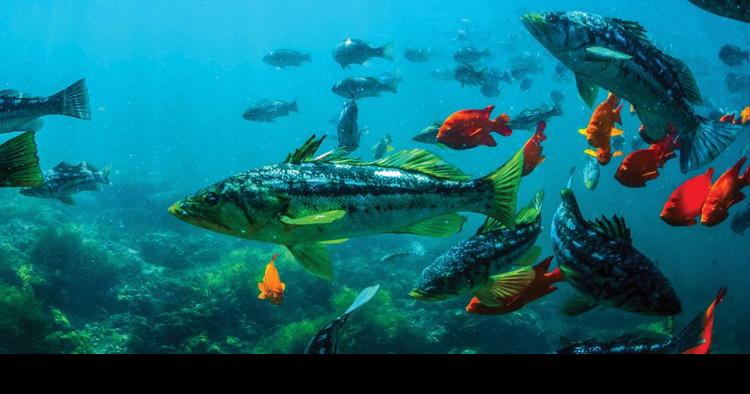 How to maintain a saltwater aquarium | Living | thepress.net