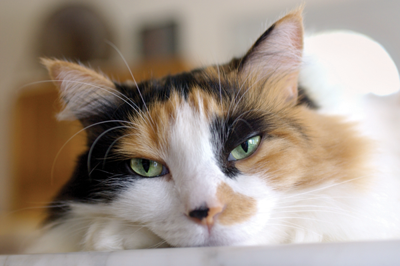 Age Equivalents For Cats And Dogs Living Thepress Net