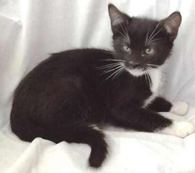 Adopt a pet: Meet Butch